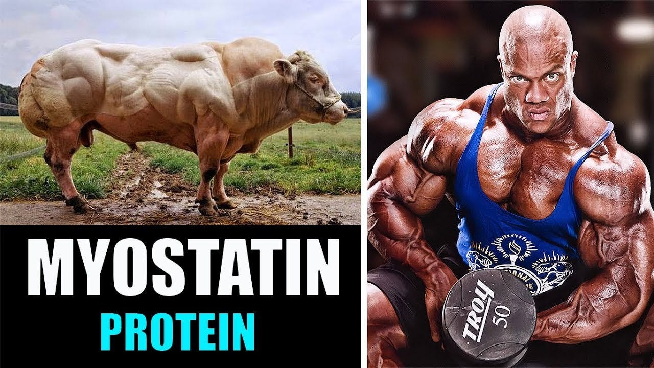 Myostatin extrémní růst svalů